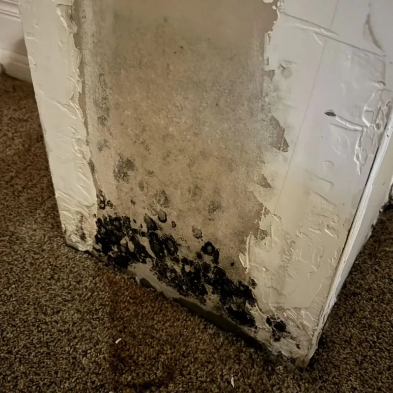 Professional Mold Removal in Warren, RI